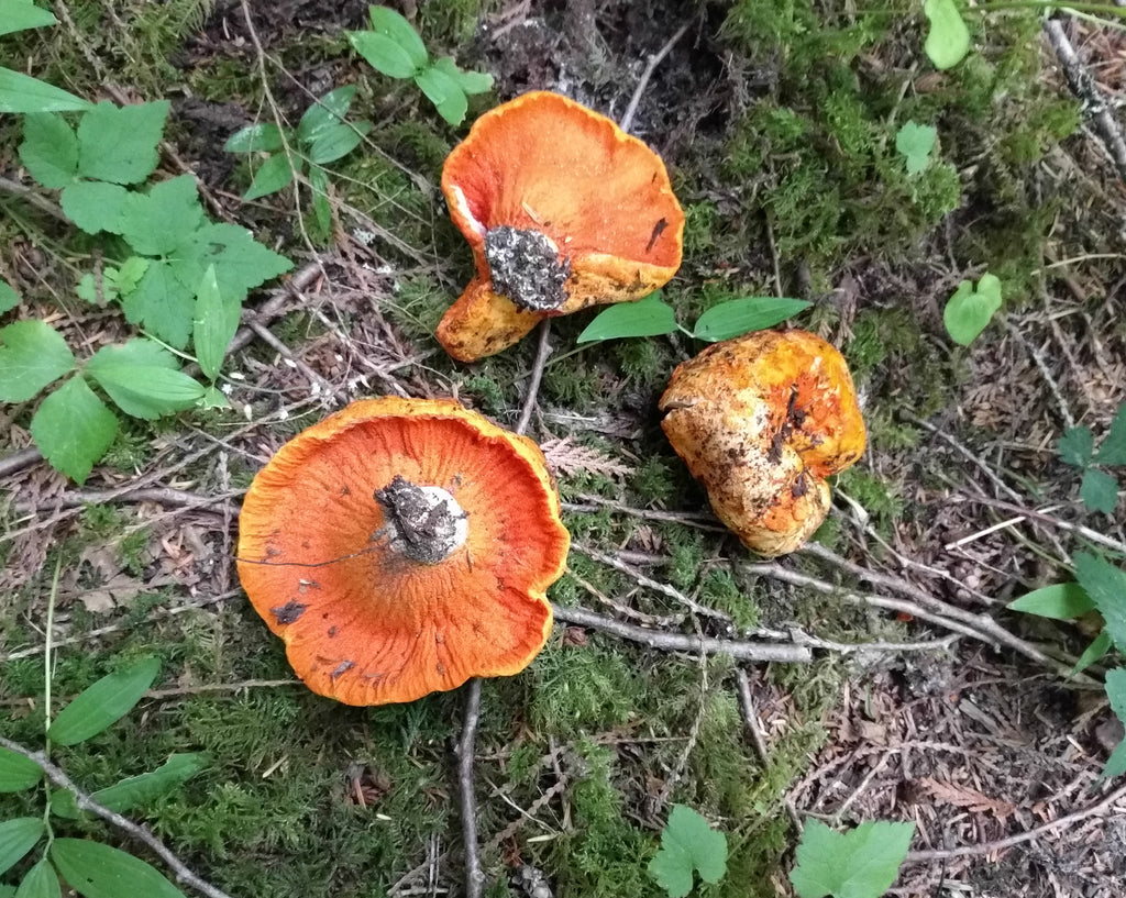 Getting Ready for Fall Forays at the Foothills Southwest of Mt.&nbsp;Rainier