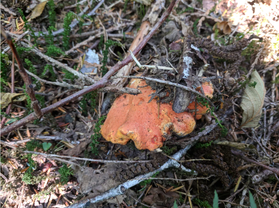 First Fall Foray of 2018: Smoked&nbsp;Lobsters