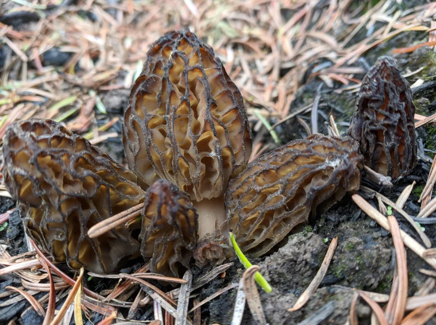 Fire Morels Abundant in First Forays of the 2018&nbsp;Season
