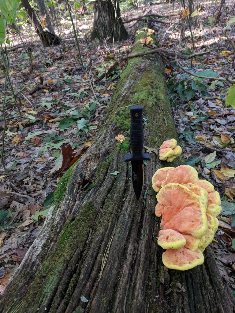 Coast to Coast Fall Mushroom Tour&nbsp;2019