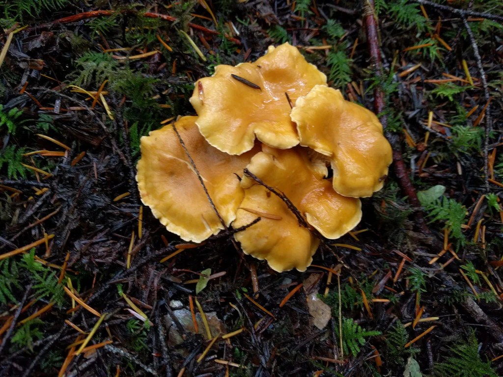 Fall Forays Are Happening Now in the Gifford Pinchot National&nbsp;Forest!