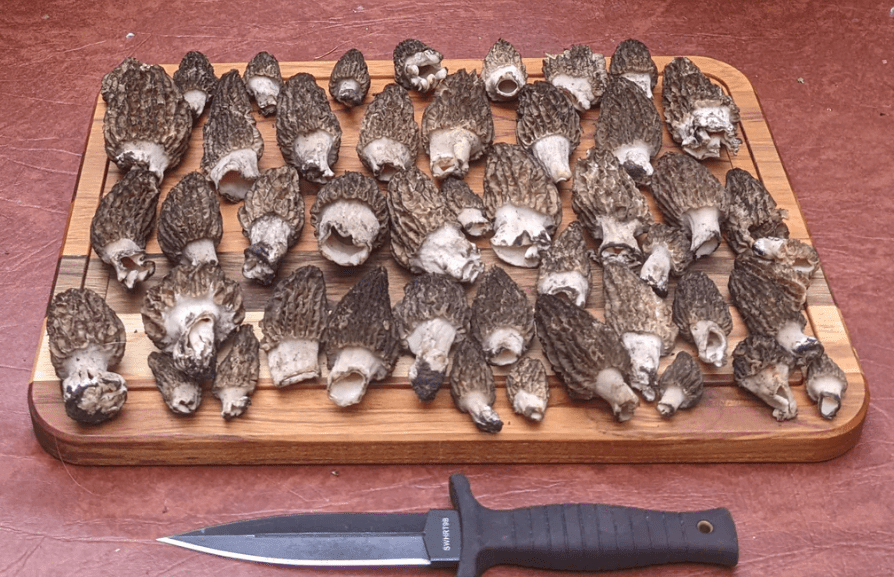 Morel Recap — Spring&nbsp;2022