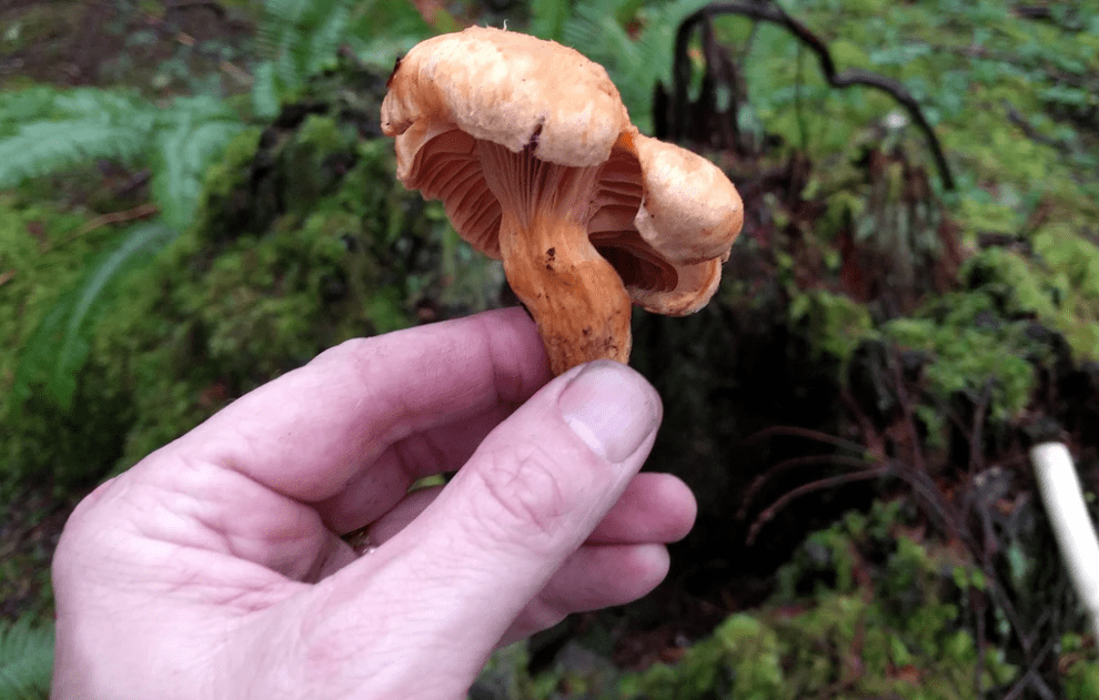 How To Identify False&nbsp;Chanterelles