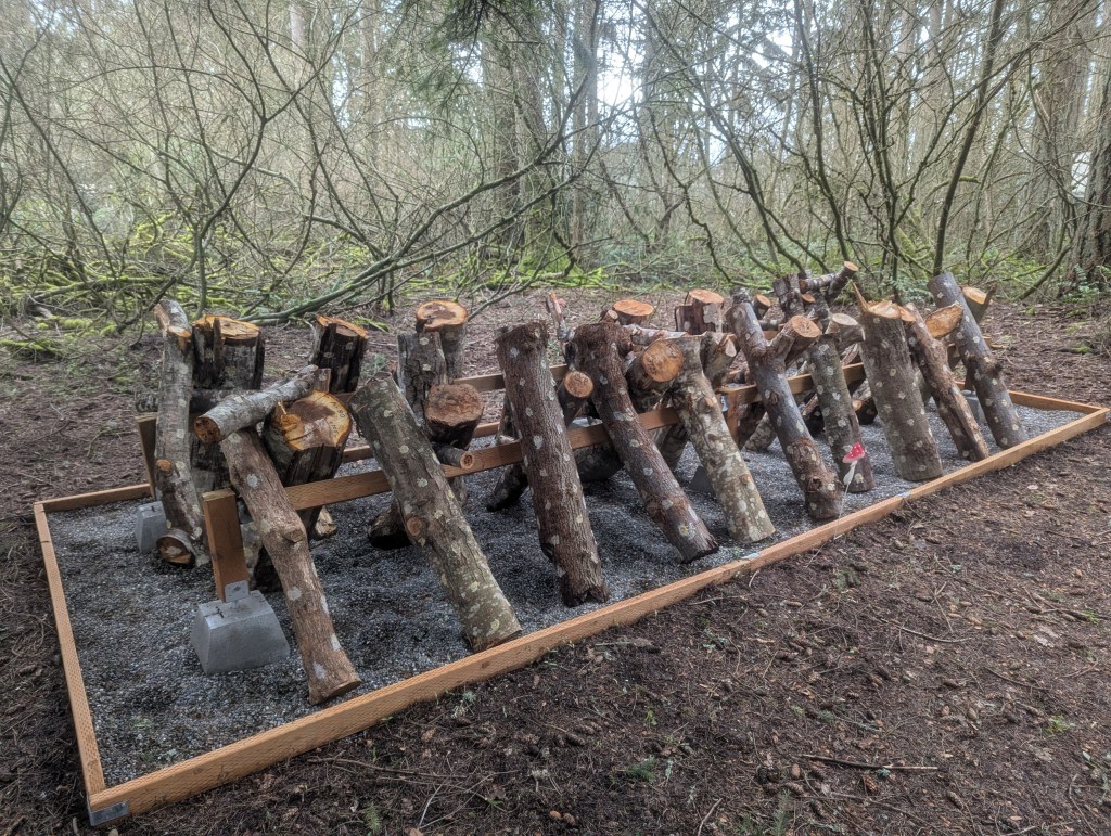 My winter project: An exotic edible (and medicinal) mushroom farm