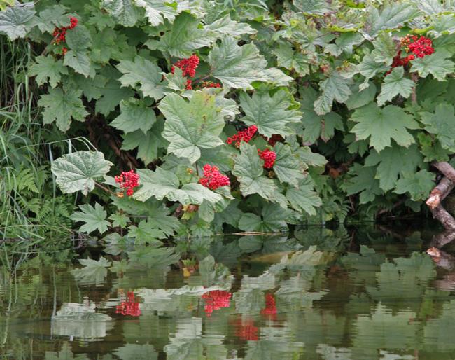 I’ve Grown Fond of a Devil of a Plant