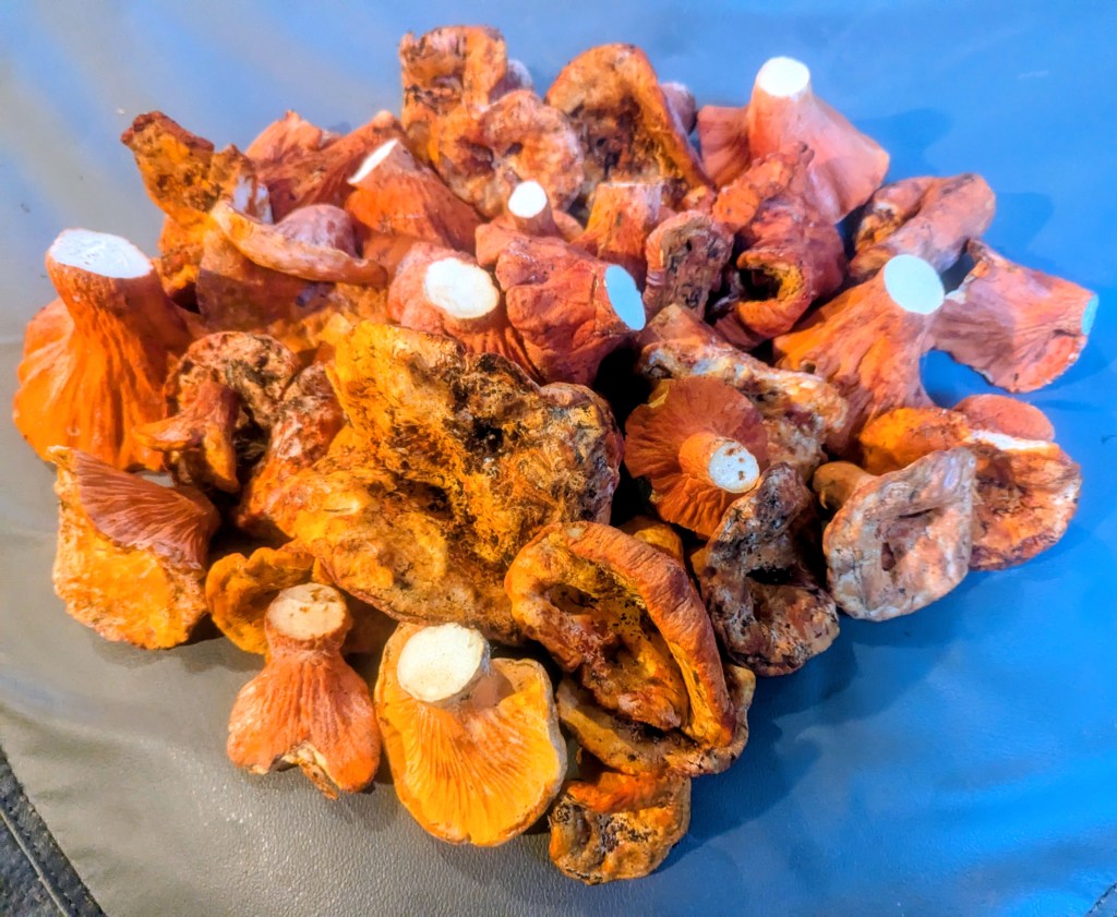 Lobsters, Lobsters, Lobsters!