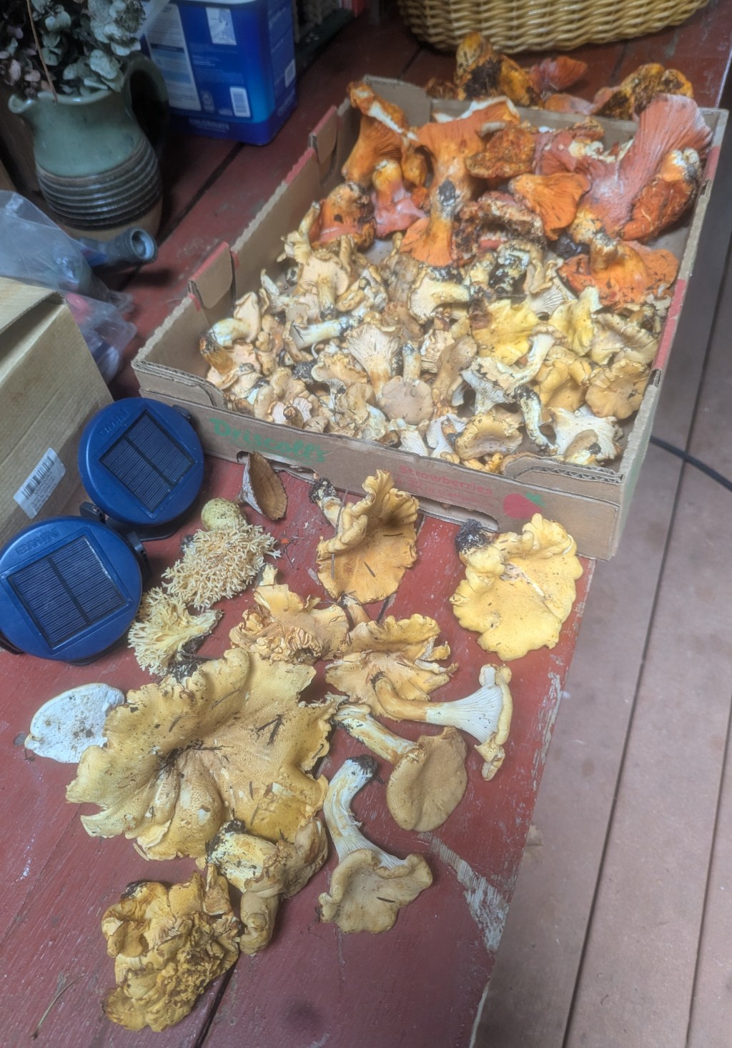 September 10 Research Foray Results: The Mushrooms Await!
